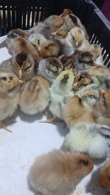 balaca quzu qiyməti: 15 günlük süper lider cucesi vaxsinadiyalari verilib Saba lasota — 8