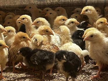 quş adları: Toyuq cücələri, Ətlik — 2