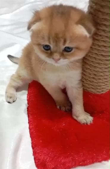 anqora pisik: Qızıl şinşilla, Dişi, Yaxşı əllərə, Rayonlara çatdırılma — 2