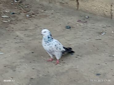 heyvanlara verilen adlar: Nömrəli rəngarəng göyərçin - Rəng: Ağ fon üzərində mavi-boz xallı — 2