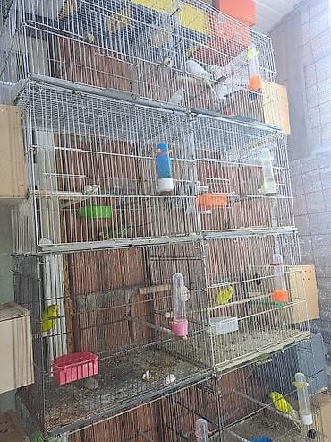 ucuz quşlar: 10eded iran qefesi 10eded yuvasi 10eded aǧilli yem qabisi Hamisi — 1