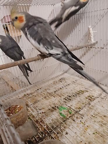 geref quşu: Məhsul: Nimfa tutuquşuları (cockatiel) Təsvir: - Rəng: Boz (grey) — 3