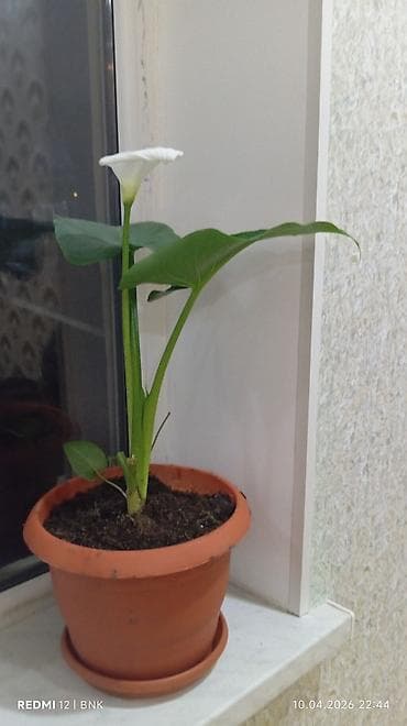 otaq gullerinin adları: Ağ çiçəyi olan otaq bitkisi – kalla (Zantedeschia) - Gil dibçəkdə — 1