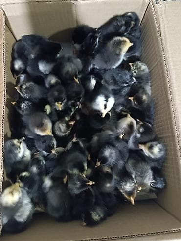 heyratı cucələri: Xarkov ve ataks ucuz qiymete xesteliye davamli 4 ayinda yumurtayir — 1