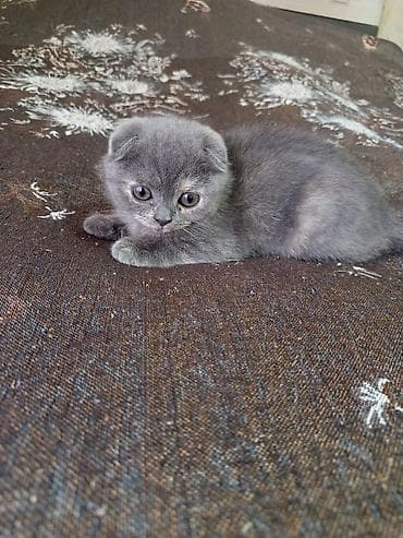 tuklu pişik: Şotland — 4