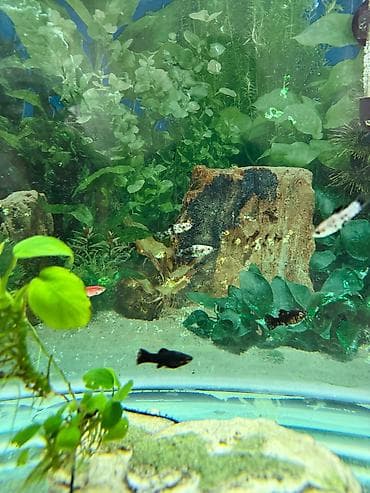 aqvarium: Malinezi orta olcu 1 manat danyo tul quyruq irili xirdali 1 manat — 9