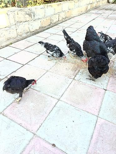 satılan atlar: Toyuq, Australorp, Damazlıq, Ünvandan götürmə, Ödənişli çatdırılma — 5