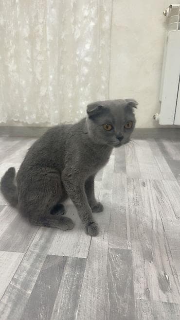 it tap az: Şotland yastı qulaq, Dişi, Yaxşı əllərə, Ünvandan götürmə — 3