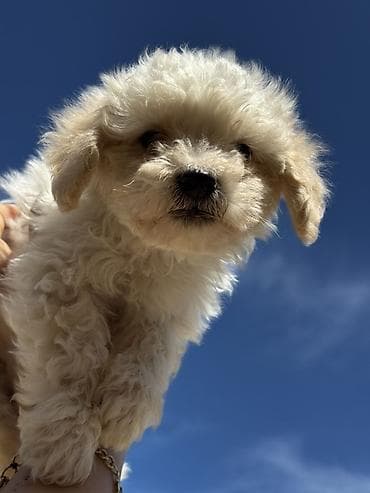 pudel it cinsi: Pudel, Peyvəndli — 2