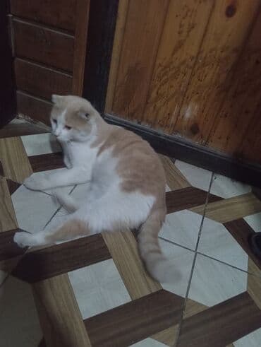 pişik daşıma: Şotland yastı qulaq — 10