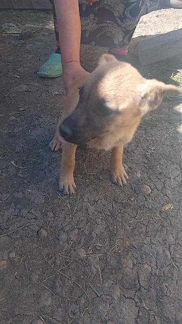 toyuq mehsullari topdan satis: 3 ay, Peyvəndli — 6