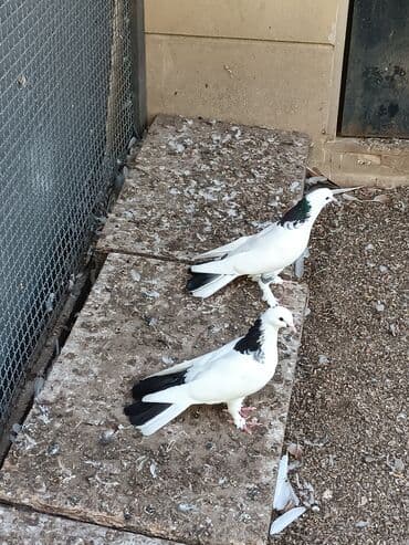 goyercin yuvasi satilir: Ikisidə erkəydi biri 45m — 1