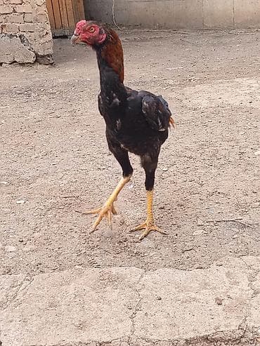 balaca heyvanlar: Salam aleykum herkese heyratı colpası satlr temız shamodu 7 ayna teze — 4