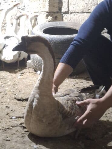 2 ayliq cuceler: Erkək, Ətlik, Ünvandan götürmə — 7