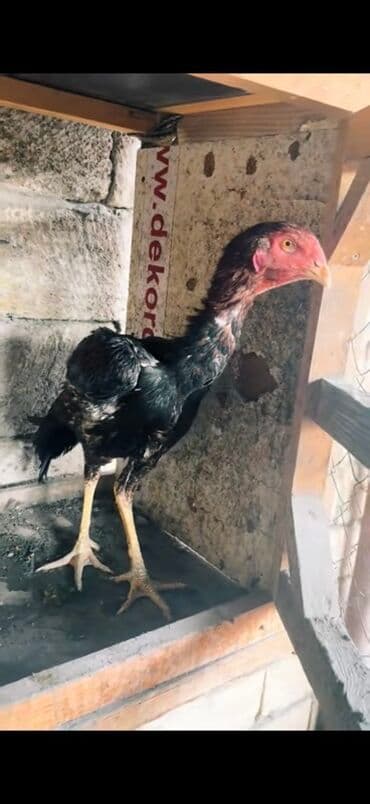 Məhsul: Uzunboyun, möhkəm ayaqlı, sərt bədən quruluşlu döyüş tipli