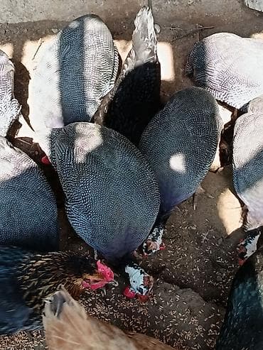 col toyuğu: Salam olsun firengdi yumurtalar satılır 50qepiyr mayalidilar sayı azdi — 2