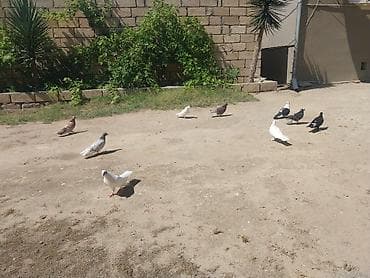 Quşlar Novxanidadi ve Tam sağlamdilar.Tutulmalardi uçuşlarinida