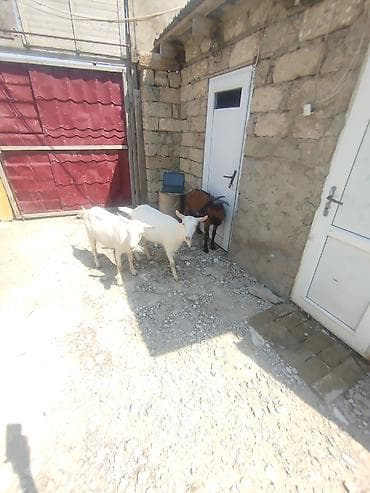 Satılır: keçilər arjinal sanəndi 2 si birinci qarina yetik biğazdir 1