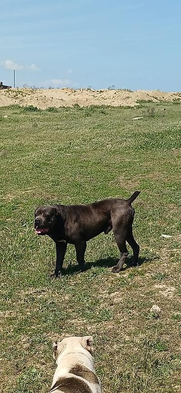 dinqo itleri: Kane-Korso, 2 il, Erkek, Peyvəndli — 2