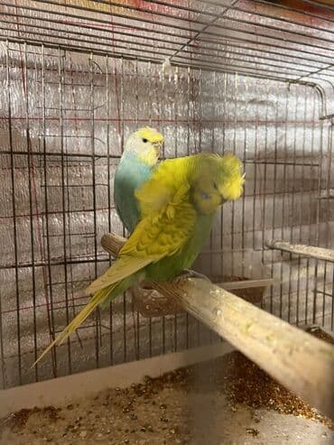 Göyərçinlər: Her nov quslarin satisi!! Her rengde var! — 4