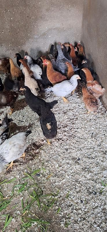 kənd çolpası: Toyuq, Damazlıq — 5