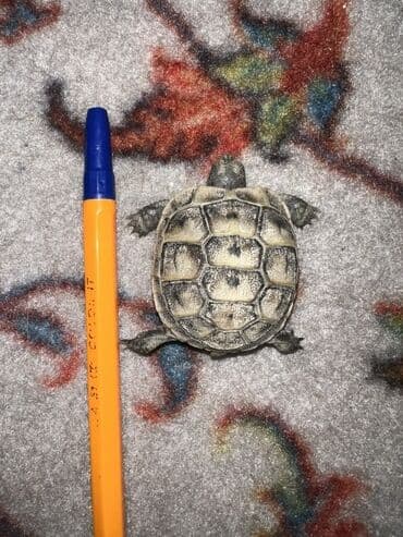 tap.az heyvanlar xacmaz: Kiçik quru tısbağa - Növ: Evdə saxlanılan quru tısbağa (herbivor). - — 1