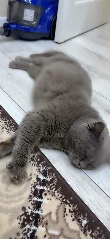 Britan, Erkək, Yaxşı əllərə, Ünvandan götürmə — 2