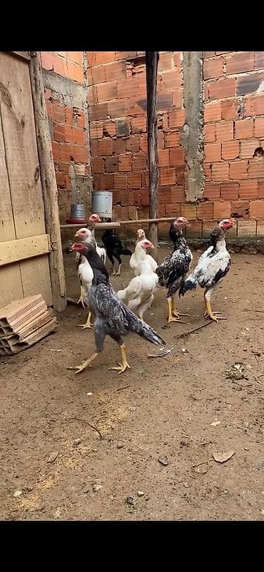 Atlar: Aseel (Asil) tipli uzunboylu döyüş/ətlik xoruz-cücələr qrupu — 4