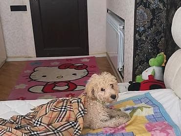 həyət iti: Pudel, Peyvəndli — 3