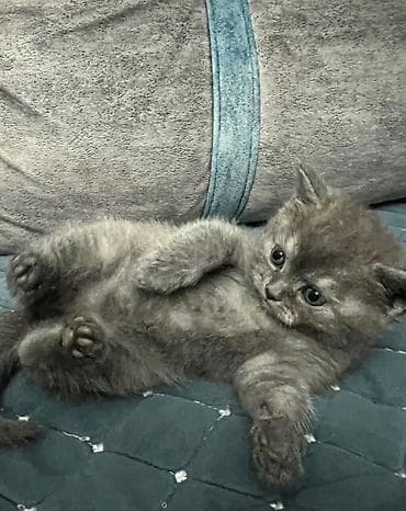 pişiyler: Şotland, Dişi — 2