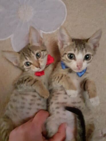 Akvariumlar: Erkək, Dişi, Yaxşı əllərə — 2