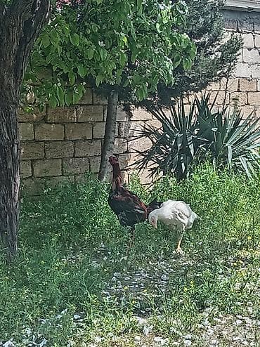 ari satilir: Toyuq, Damazlıq — 4