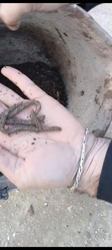 su daciki: Canlı torpaq qurdları – bağçılıq və balıqçılıq üçün - Məhsul: Canlı — 3