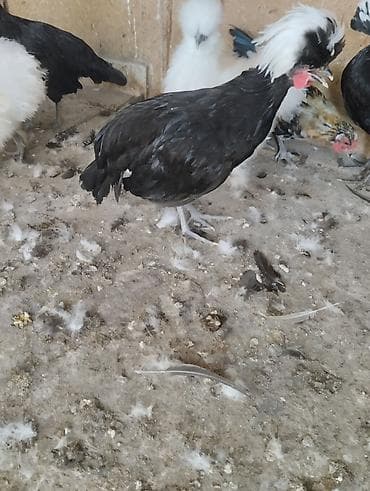 kənd cücəsi: Toyuq cücələri, Damazlıq — 9