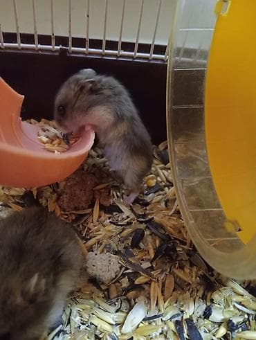hamster satış: Hamster(dağsıcanı).Ədədnən cütnəndə satılır.Yuvasıynan başqa qiymətə — 5