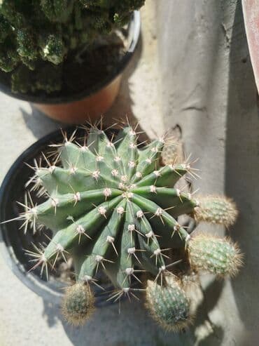 bilik günü tortları: Otaq bitkiləri — 1