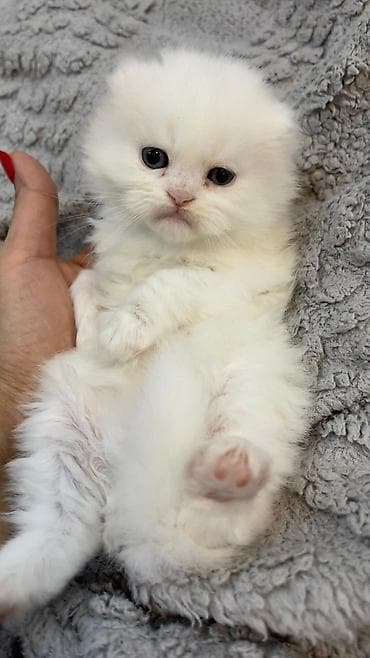 Şotland uzun tüklü