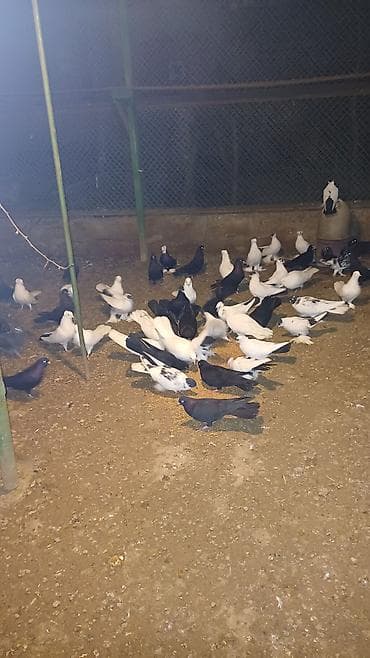 Ev göyərçinləri – müxtəlif rəng və növlər - Ağ, qara və qarışıq