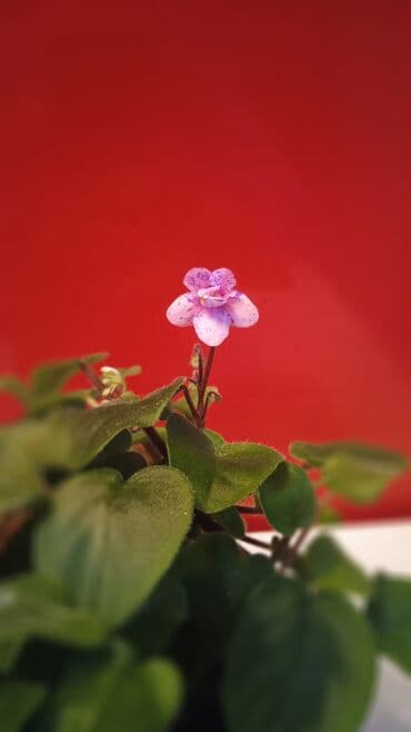 bənövşəyi gül: Цветущие фиалки.По 8м — 2