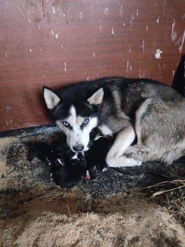 Taclar: Xaski, 1 ay, Erkek — 6