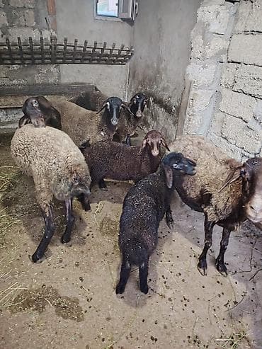 balalı qoyun: Dişi, Qala, il: 1, 55 kq, Damazlıq, Ünvandan götürmə — 3