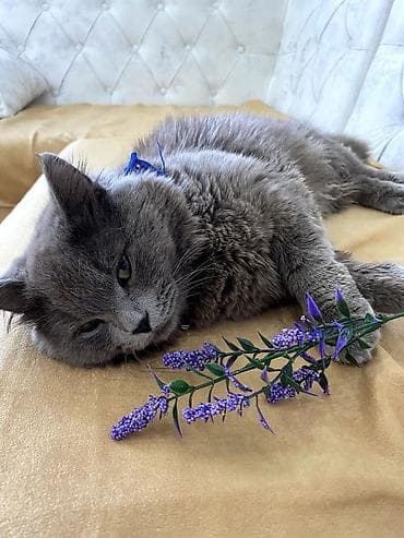 Britan, Erkək, Cütləşmə üçün