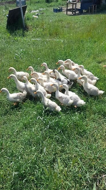 poni at satilir: Salam. 1 Ay 10 Günlük Pekin Ördəklər Var Satışda. İstiyənlər Əlaqə — 2