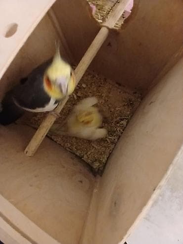 Məhsul: Nimfa (Cockatiel) cütlükləri və yuvalama dəsti Korella — 4