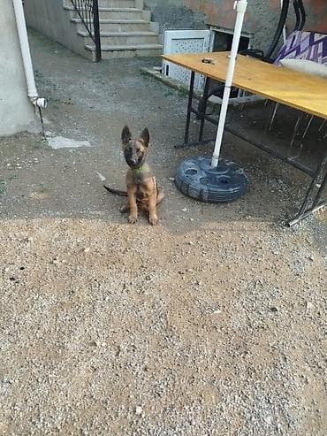 heyvan: Belçika çoban iti, 3 ay, Dişi, Peyvəndli, Ünvandan götürmə — 4