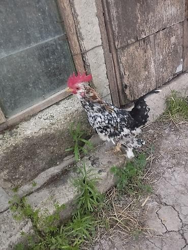 koker spaniel satilir: Gördüyünüz yaponka xoruzu satılır.tam sağlamdır.1 illikdi qanadı — 2
