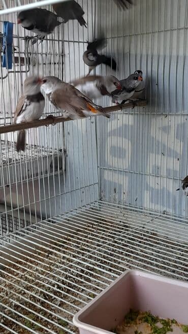 xarı bülbül döş nişanı: Amadin brilyant.cutu 350 man — 2