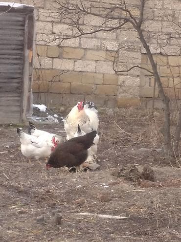 Toyuq, Brama, Damazlıq, Ödənişli çatdırılma