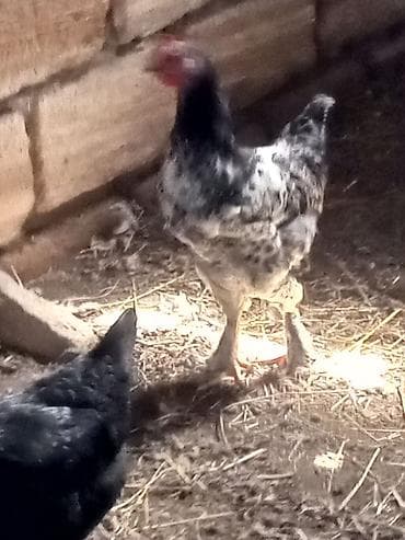 Satış üçün ev quşları – yerli toyuqlar - Növ: qarışıq yerli toyuq