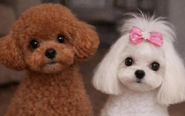 Кошки: 2 месяца, Самка, С прививками, Самовывоз — 7